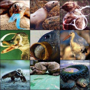 animales afectados por la contaminacion